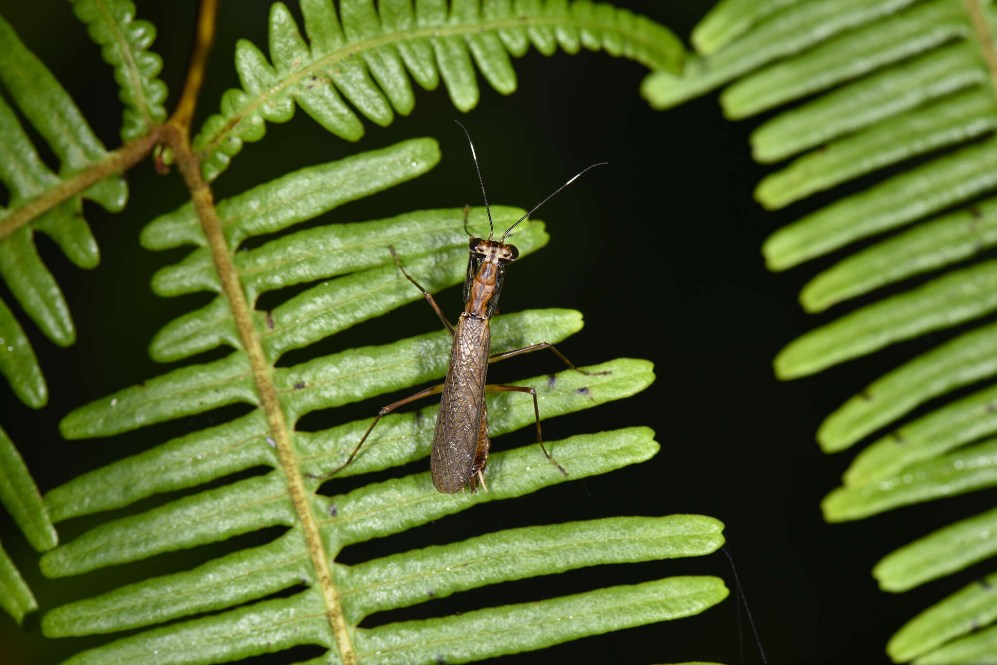 Plancia ëd Spilomantis occipitalis (Westwood 1889)