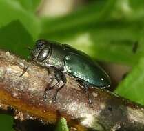 Imagem de Buprestidae