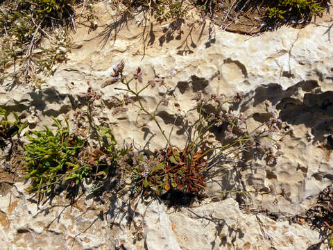 Imagem de Limonium dufourii (Girard) O. Kuntze