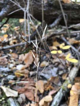 Image of flattened oatgrass