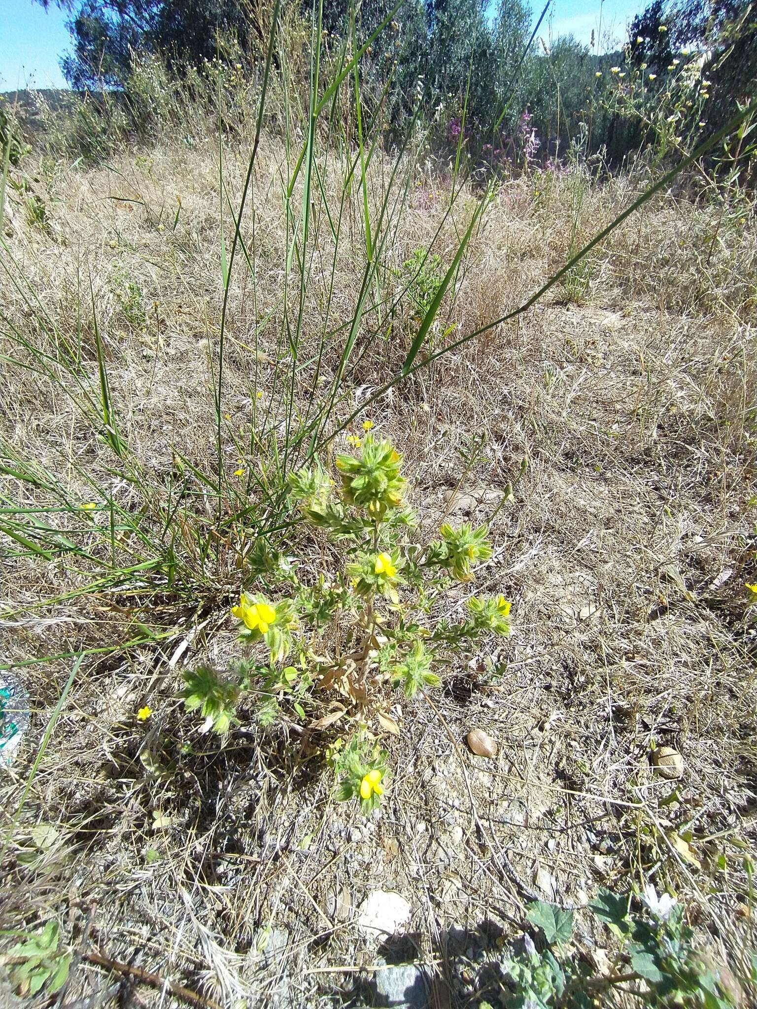 Image of Ononis viscosa L.