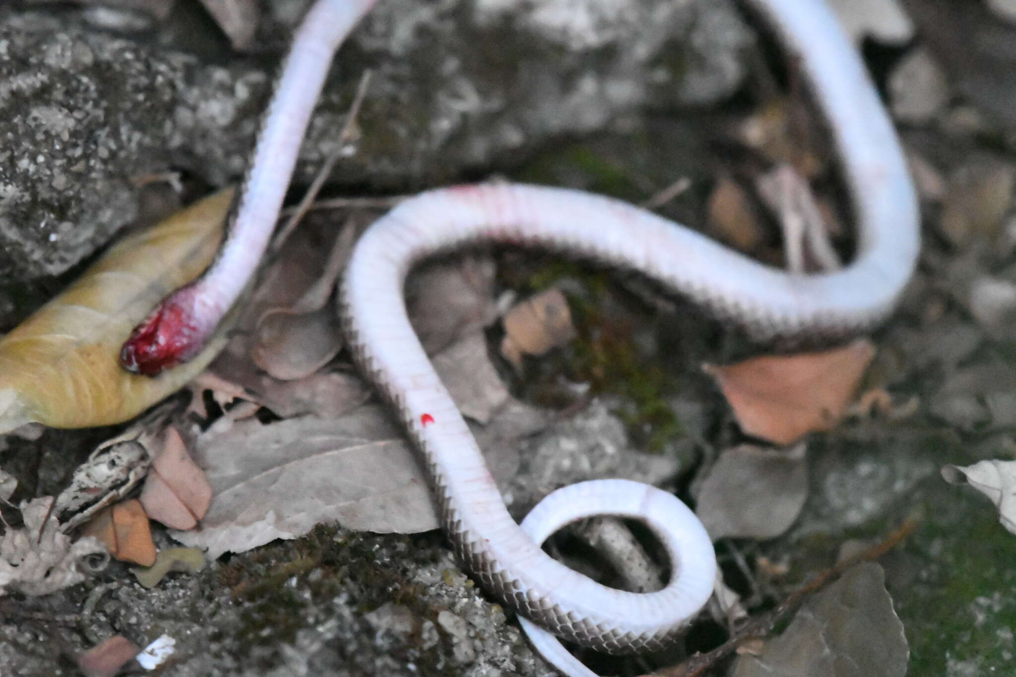 Image of Indian Wolf Snake