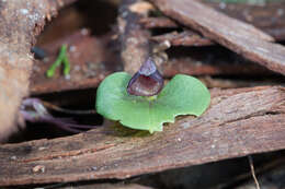 Image of Tiny helmet orchid