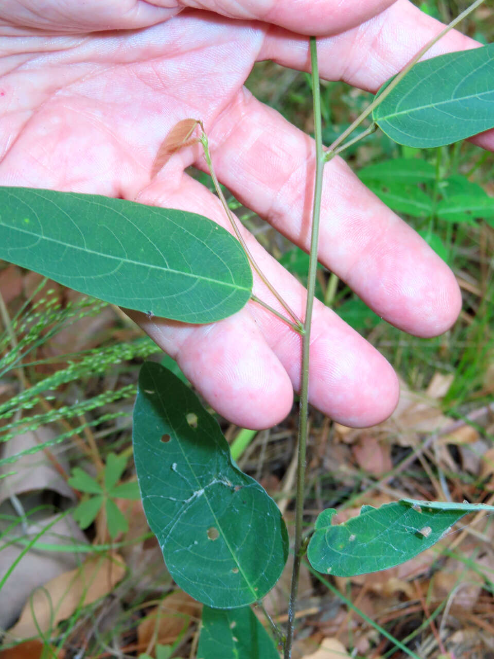 Imagem de Desmodium psilophyllum Schltdl.