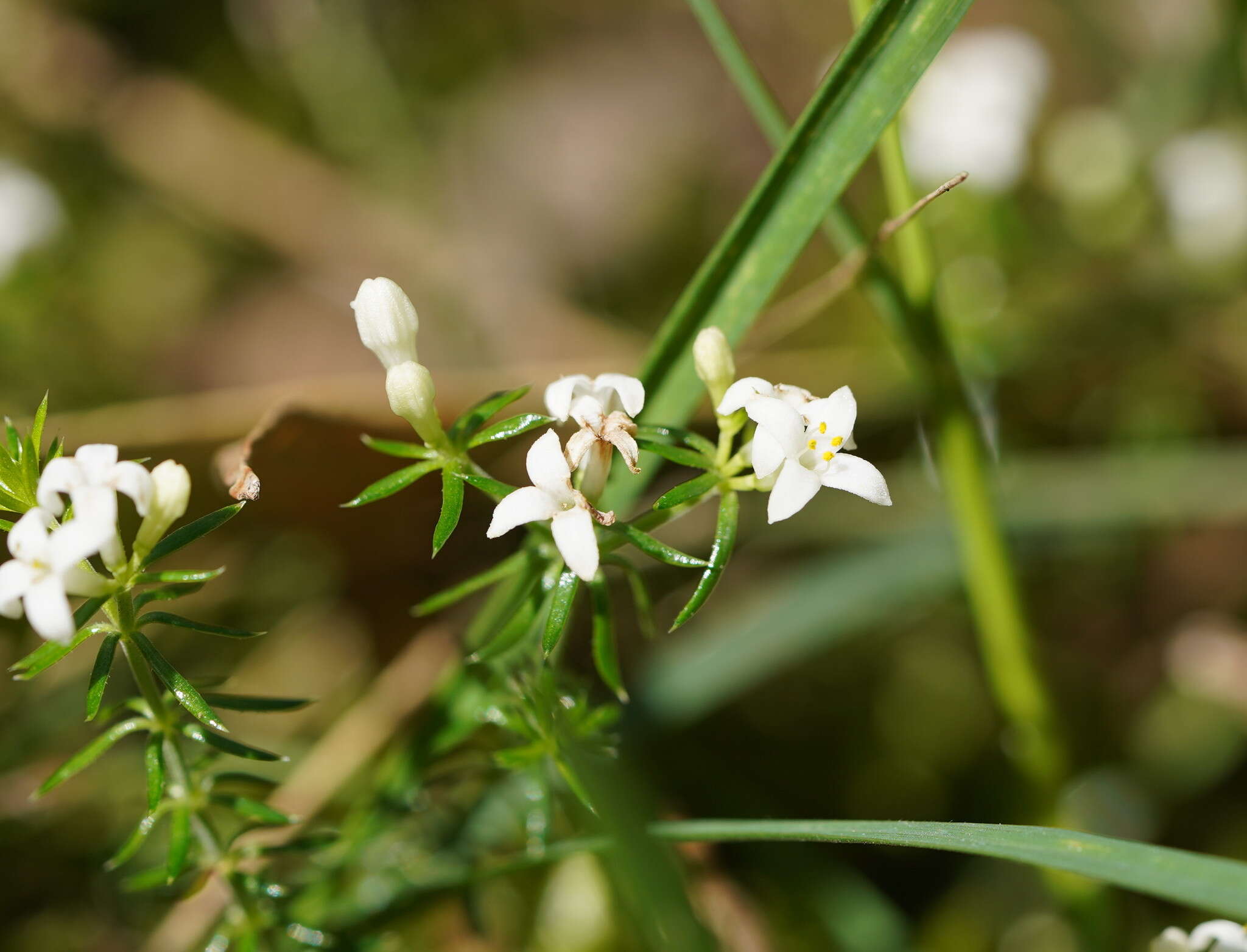 Image of Asperula conferta Hook. fil.