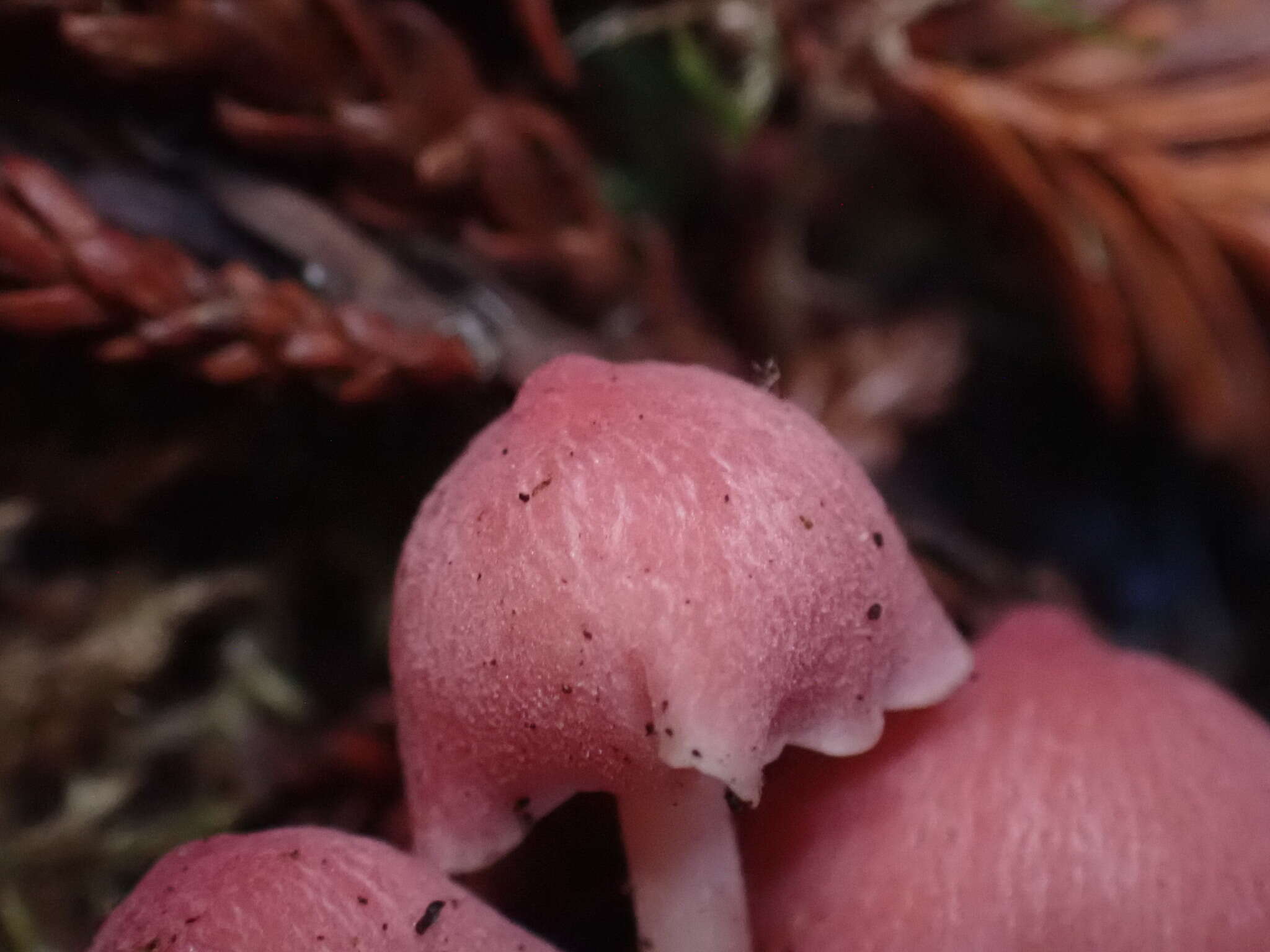 Image of Entoloma subrubineum (Largent & B. L. Thomps.) Noordel. & Co-David 2009