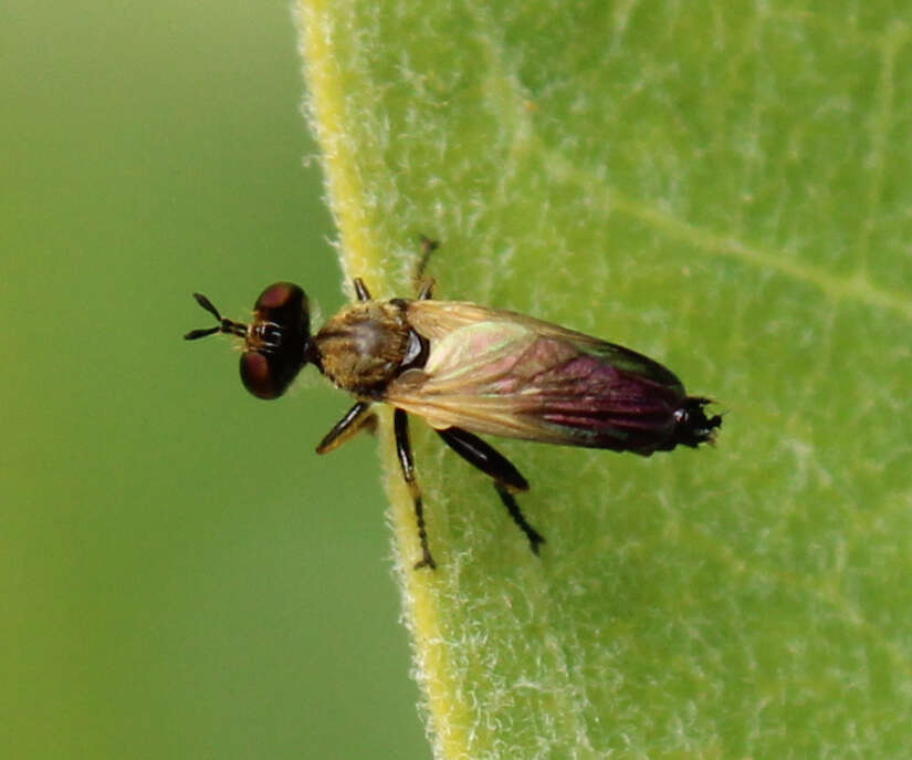 Image of Eudioctria sackeni (Williston 1883)