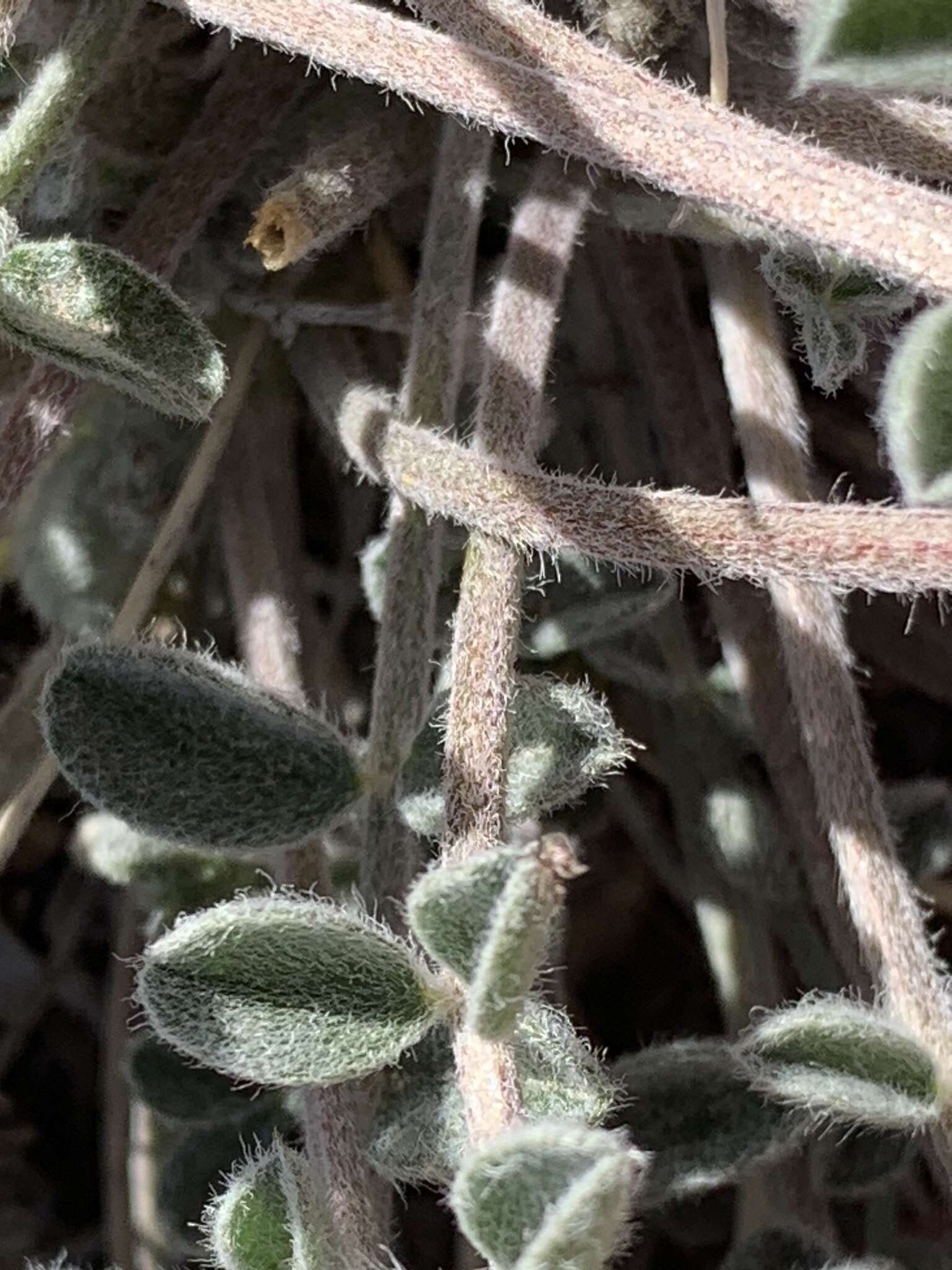 Sivun Astragalus tidestromii (Rydb.) Clokey kuva