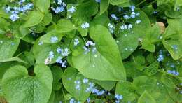 Brunnera resmi