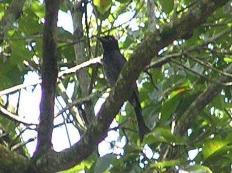 Image of Crow-biled Drongo