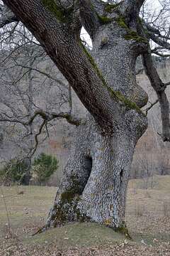 Image of Quercus faginea subsp. faginea