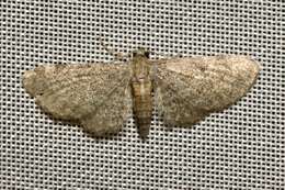 Imagem de Eupithecia haworthiata Doubleday 1856