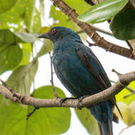 Image of fairy-bluebirds