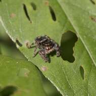 Phidippus audax (Hentz 1845) resmi