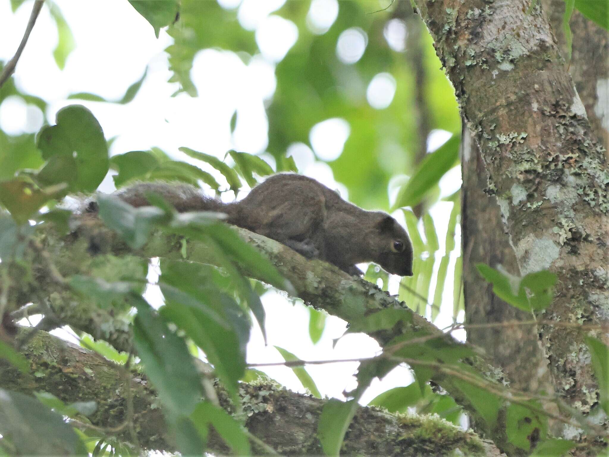 Image of Black-striped Squirrel