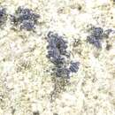 Image of scribble lichen