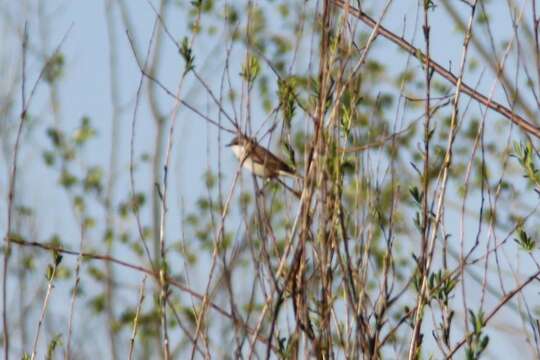 Image of Lesser Whitethroat