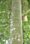 Image of Dypsis ifanadianae Beentje