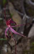 Imagem de Caladenia cruciformis D. L. Jones