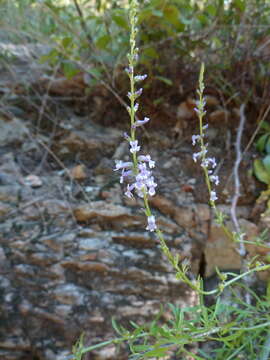 Image de Anarrhinum bellidifolium (L.) Willd.