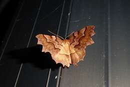 Image of zigzag fern looper