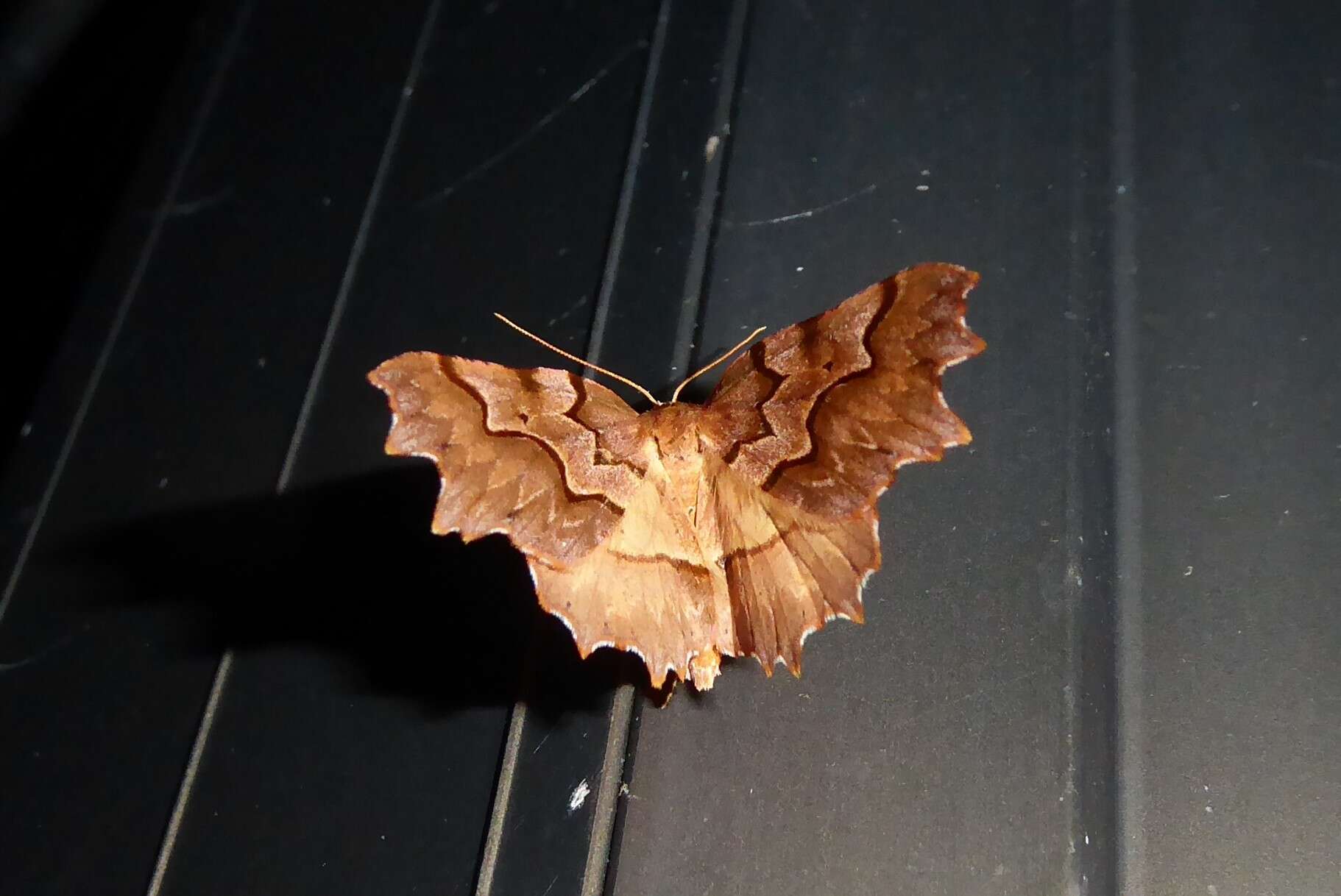 Image of zigzag fern looper