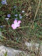 Image of Dianthus strictus Banks & Solander