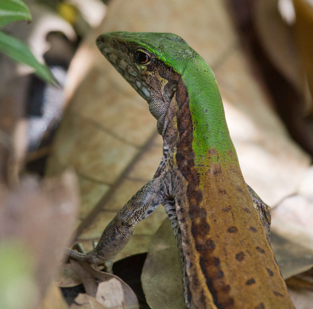 صورة Ameiva atrigularis Garman 1887