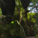 Image of Ivy aphid