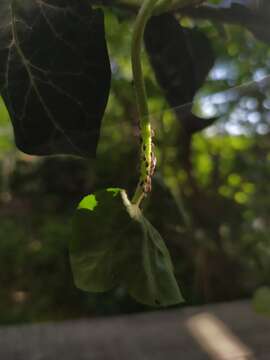 Image of Ivy aphid