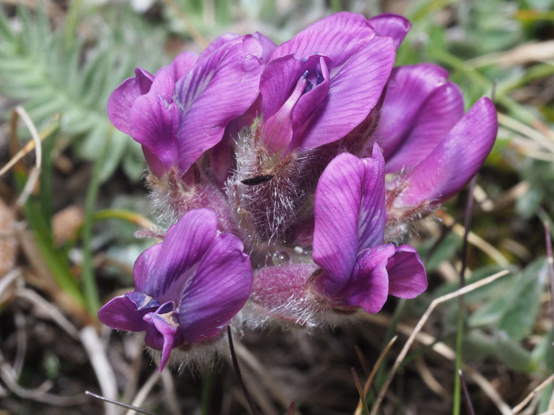 Image of Haller's Oxytropis