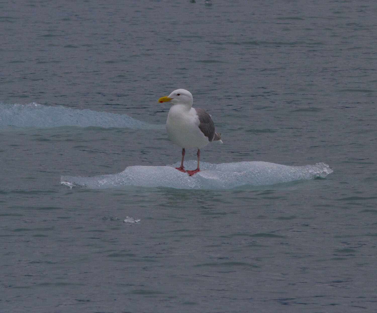 Image of Glaucous-winged Gull