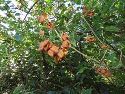 Sivun Dombeya tiliacea (Endl.) Planch. kuva