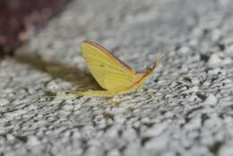 Potamanthus formosus Eaton 1892 resmi