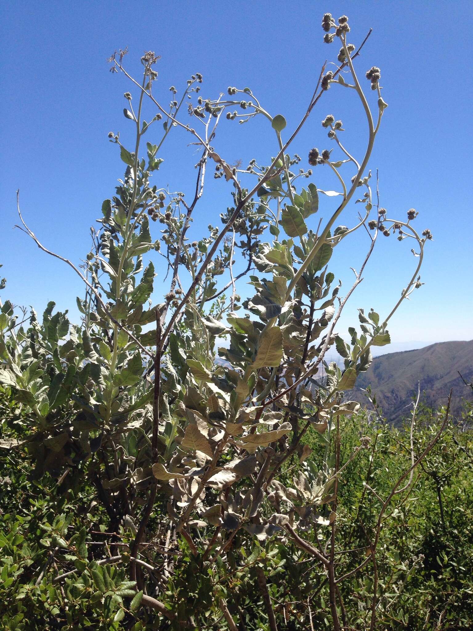 Imagem de Eriodictyon tomentosum Benth.