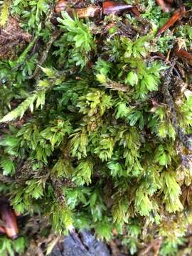 Image of spiral extinguisher-moss