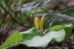 Image of giant wakerobin