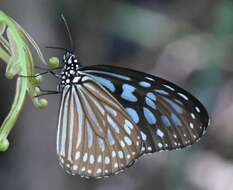 Image of Ideopsis similis Linnaeus 1758