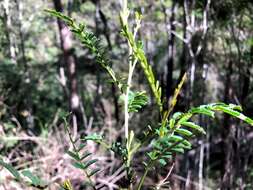 Sivun Acacia deanei (R. T. Baker) M. B. Welch, Coombs & McGlynn kuva