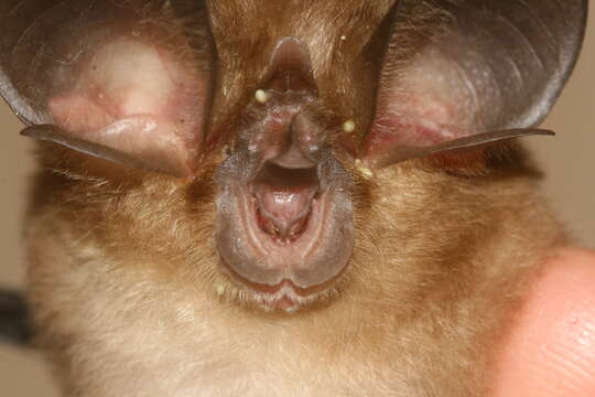 Image of Big-eared Horseshoe Bat