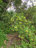 Image of bush allamanda