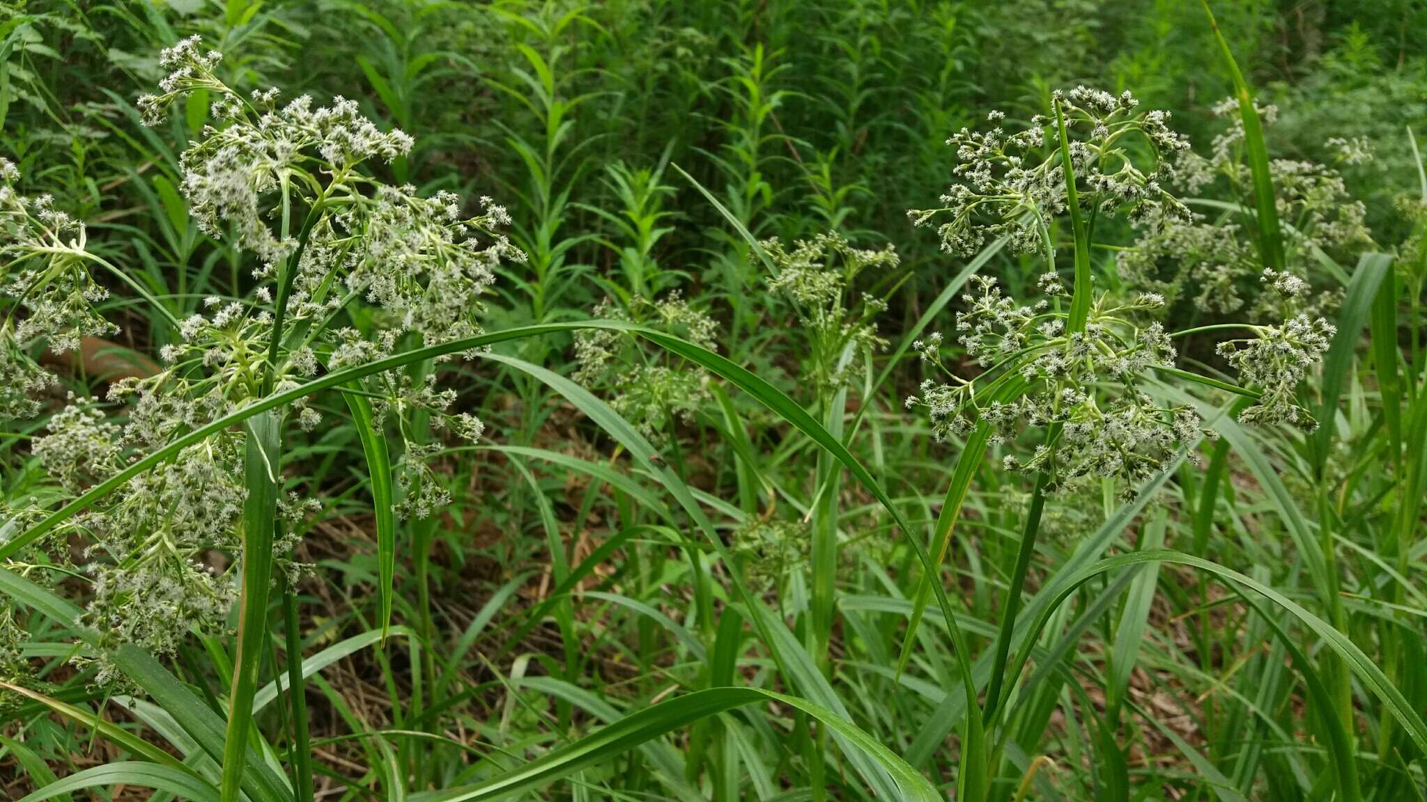 Слика од Scirpus sylvaticus L.