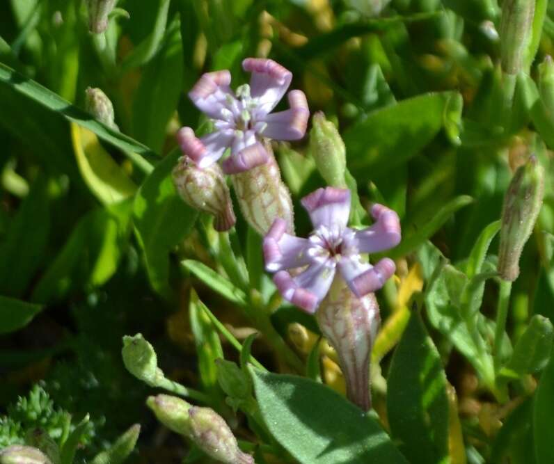 Слика од Silene vallesia L.