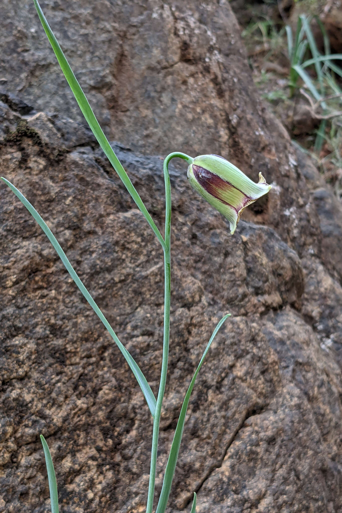 Image of Fritillaria acmopetala Boiss.