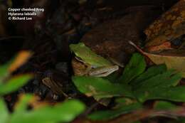 Chalcorana labialis (Boulenger 1887)的圖片