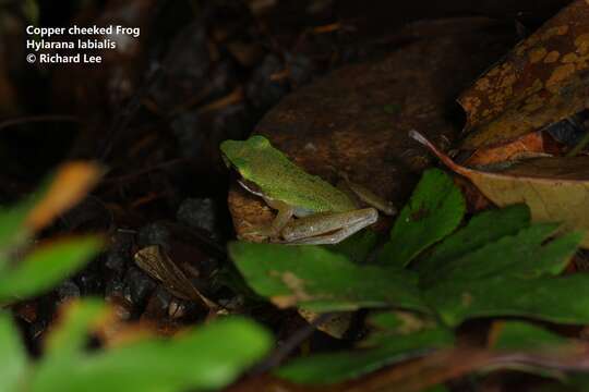 Chalcorana labialis (Boulenger 1887)的圖片