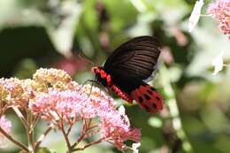 Atrophaneura horishanus (Matsumura 1910)的圖片