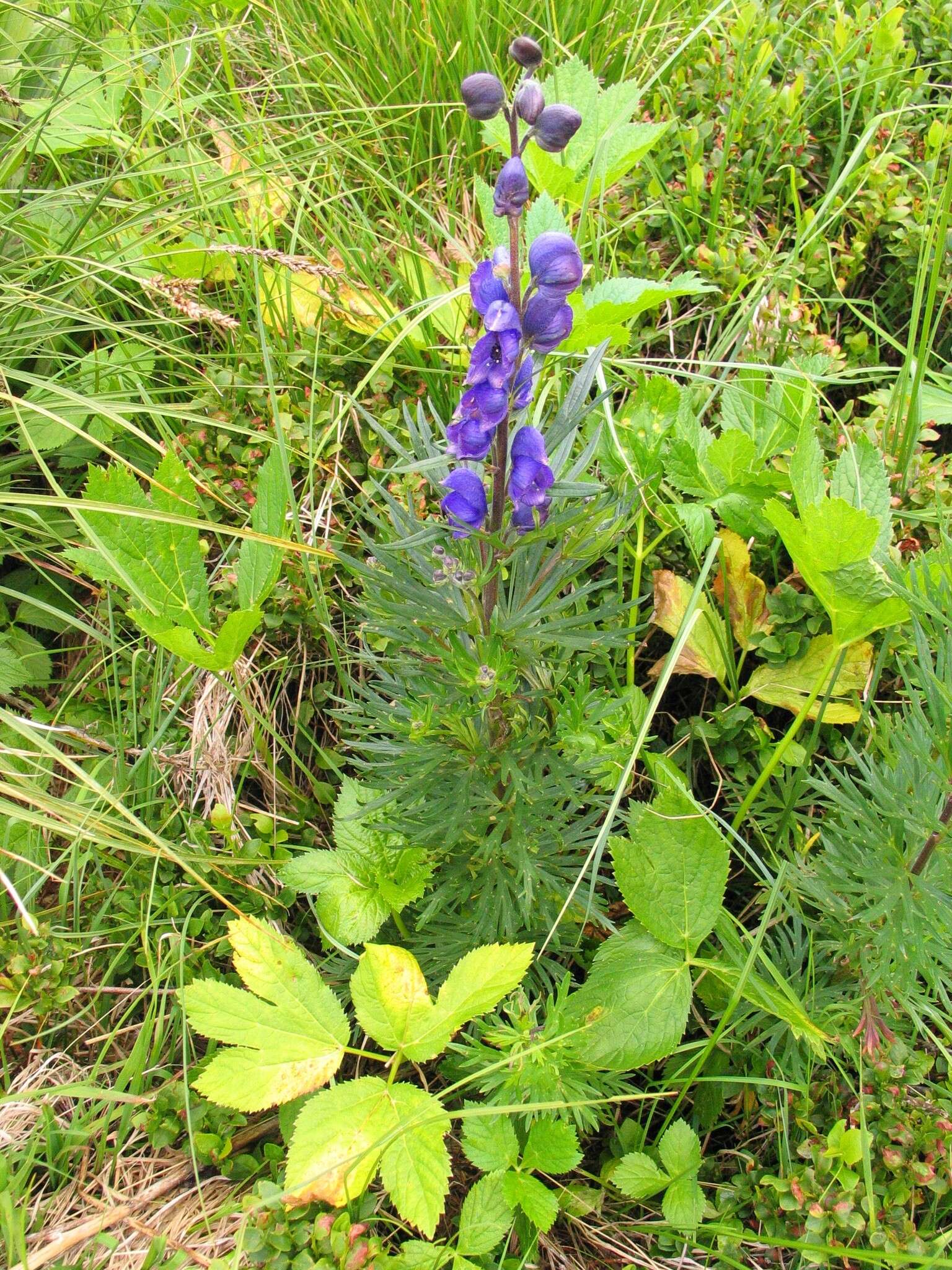 Image of Aconitum napellus subsp. vulgare Rouy & Fouc.