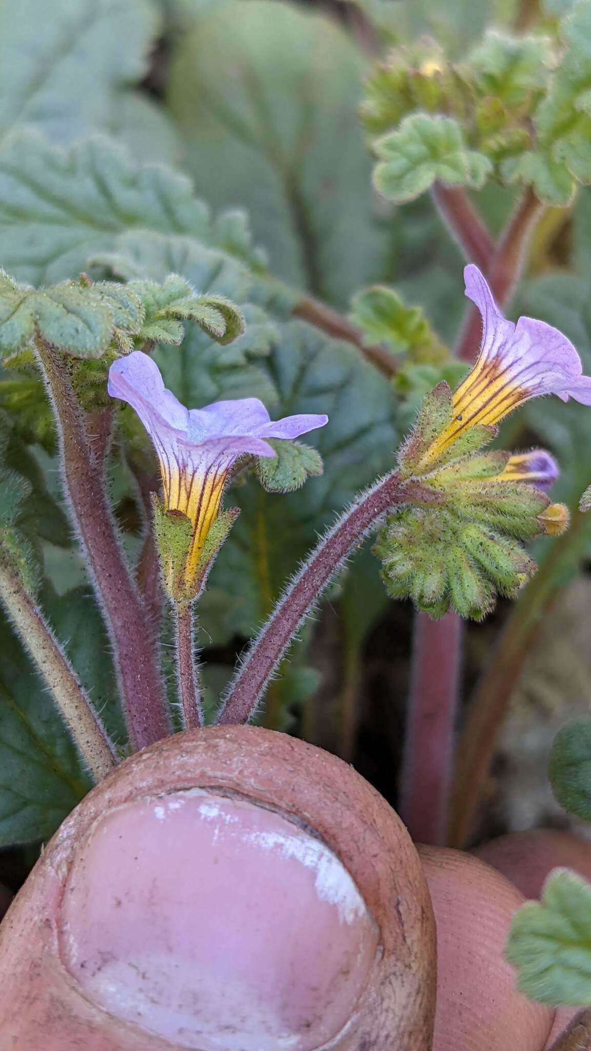 Image of sweetscented phacelia