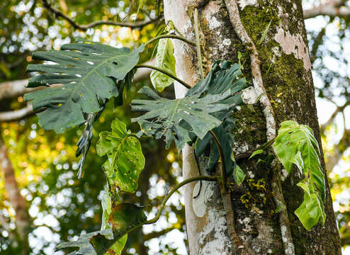 Image of Monstera dubia (Kunth) Engl. & K. Krause